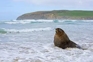 Hookers: Hooker's Sealion - proud male adult at beach basking