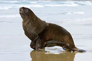 Hookers: Hooker's Sealion - proud male adult moving on sandy beach