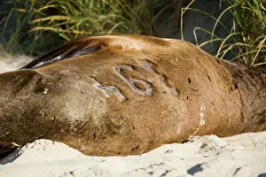 Hookers: Hooker's sealion - showing identification number