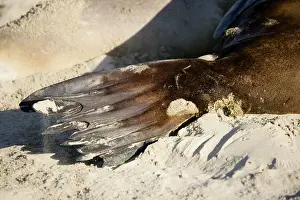 Hookers: Hooker's sealion - tail flipper