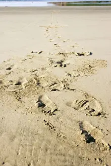 Hookers: Hooker's sealion - tracks on beach