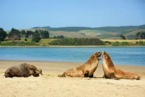 Hookers: Hooker's Sealion - two young brawling at beach
