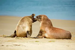 Hookers: Hooker's Sealion - two young brawling at beach