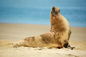 Hookers: Hooker's Sealion - young male on sandy beach basking