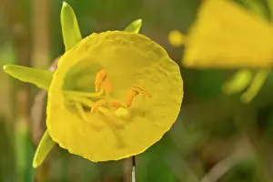 Bulbocodium: Hoop Petticoat Daffodil