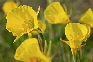 Bulbocodium: Hoop Petticoat Daffodil
