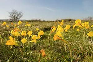 Bulbocodium: Hoop Petticoat Daffodil