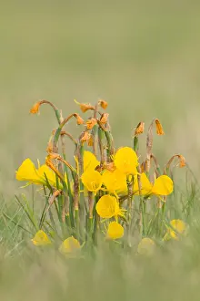030517: Hoop Petticoat Daffodil flowers on field Galicia Spain