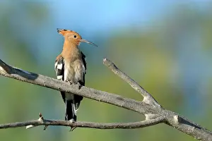 Epops: Hoopoe