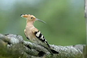 Hoopoe: Hoopoe