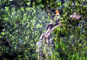 Epops: Hoopoe