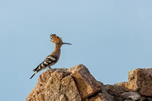 Oiseau: Hoopoe