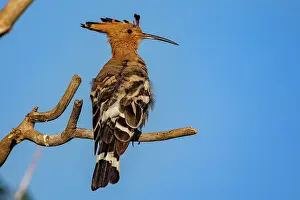 Oiseau: Hoopoe