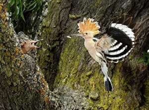 Grub: Hoopoe - adult in flight - with prey to feed their young