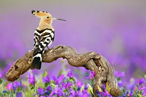 Hoopoes: Hoopoe - adult perched on branch amongst flowers