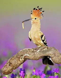 Grub: Hoopoe - adult perched on branch with prey - amongst flowers