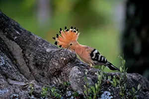 Hoopoes: Hoopoe - Bring in food to feed chick at nest site