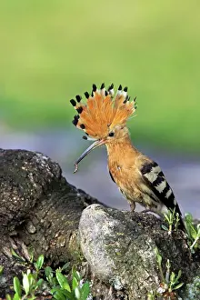 Bring: Hoopoe - Bring food to the nest