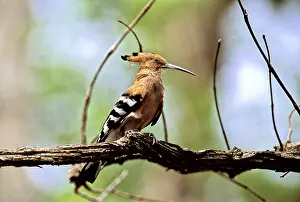 Epops: Hoopoe, Cambodia