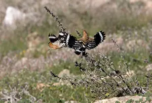 Hoopoes: Hoopoe - Driving off rival male
