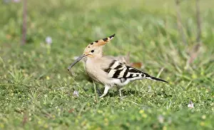 Hoopoes: Hoopoe - feeding on grass - April