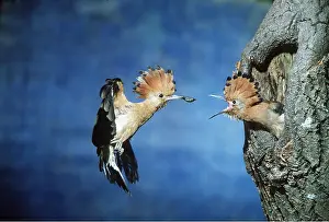 Begging: HOOPOE - in flight, offering food