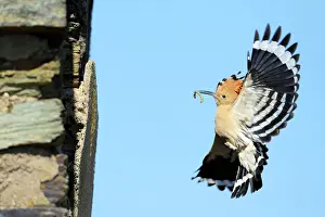 Returning: Hoopoe - in flight, returning to nest with food in beak