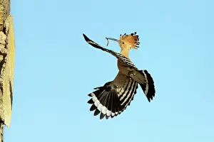 Returning: Hoopoe - in flight, returning to nest with food in beak