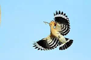 Returning: Hoopoe - in flight, returning to nest with food in beak