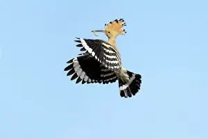 Returning: Hoopoe - in flight, returning to nest with food in beak