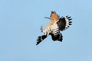 Returning: Hoopoe - in flight, returning to nest with food in beak