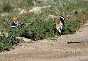 Hoopoes: Hoopoe - Flying off dusty track