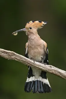 Hoopoe: Hoopoe - Hungary