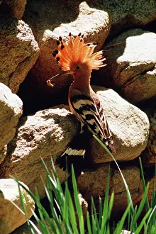 Papa: HOOPOE - at nest hole with food