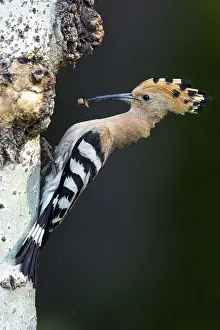 Hoopoes: Hoopoe - At Nest - Hungary