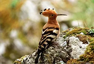 Crests: HOOPOE - perched on rock
