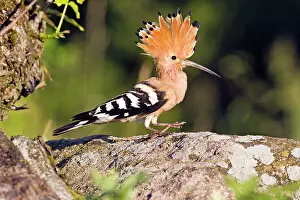 Hoopoes: Hoopoe - perched on stone with crest raised Bulgaria