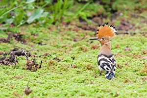 Fledged: Hoopoe - recently fledged bird perching on ground