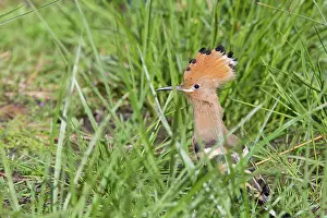 Fledged: Hoopoe - recently fledged bird perching on ground