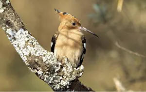 Hoopoe: HOOPOE - sitting on branch