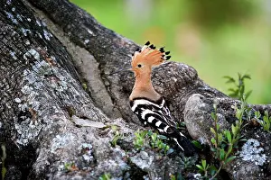 Hoopoes: Hoopoe - Standing at entrance to nest site