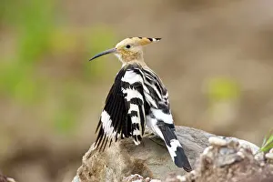 Hoopoes: Hoopoe - stretching wings whilst preening
