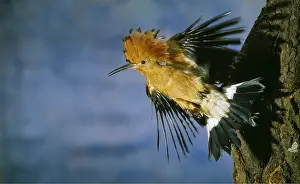 Hoopoe: HOOPOE - taking off from tree