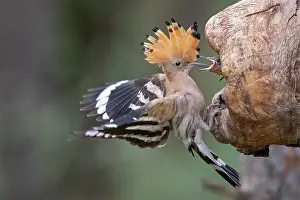 Hornbills: Hoopoe (Upupa epops), adult bird feeds young bird