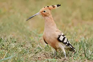 Hoopoe: Hoopoe (Upupa epops), Algarve, Portugal
