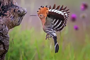 Hornbills: Hoopoe (Upupa epops) Approaching the breeding cave