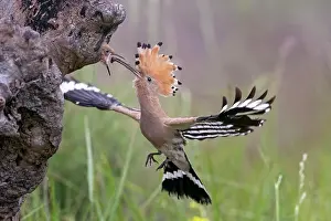 Hornbills: Hoopoe (Upupa epops), approaching to feed the young