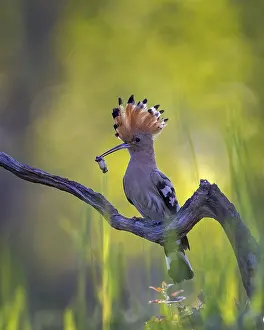 Hour: Hoopoe (Upupa epops) Bird of the Year 2022, with