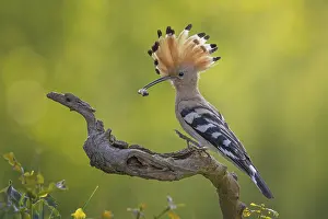 Catch: Hoopoe (Upupa epops) Bird of the Year 2022