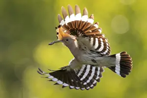 Catch: Hoopoe (Upupa epops) Bird of the Year 2022